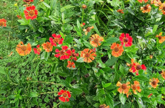 Fall Beauties From Mary’s Minnesota Garden