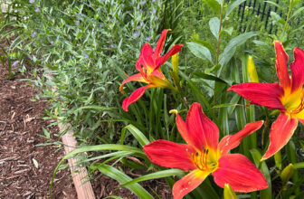 Late Summer in Marget’s St. Louis Garden