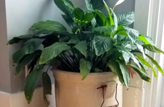 Houseplants as Biofilters: Do Indoor Plants Really Purify the Air?