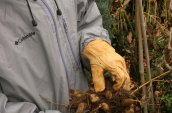 How to Store Your Dahlias for the Winter