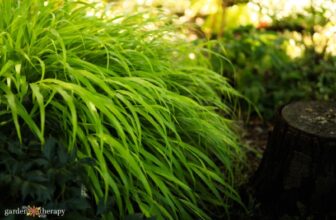 Unique Picks & Easy Care Tips