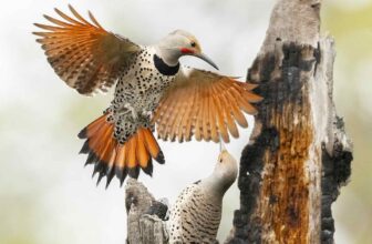 those hardworking woodpeckers, with paul bannick
