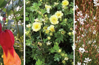 Best Long-Blooming Sun Perennials for the Pacific Northwest