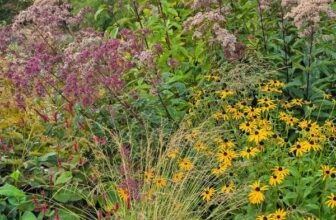 12 Autumn Perennials for Sun and Shade: Resilient Border Ideas from Beth Chatto’s Head Gardener – The Middle-Sized Garden