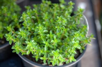 Herbal Guide to Thyme: Growing, Benefits, and Uses