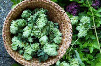 Herbal Guide to Hops: Growing, Harvesting, and Using Hops Plant