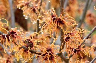 Check Out These Cool Characters! The Top Winter Garden Plants