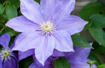 Why Your Clematis Isn’t Thriving (And 11 Ways to Fix It Fast)
