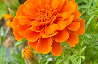 Energize Your Garden with Orange Plants