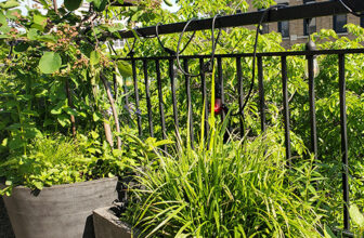 Growing and Overwintering Native Plants in Pots