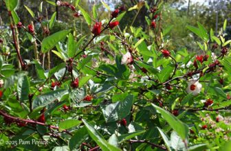 Austin Open Day Tour: Este Garden