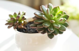 Stop Killing Your Container Plants! The Size Guide That Changes Everything –