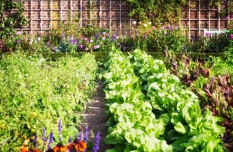 Stop Killing Your Vegetables! The Companion Planting Cheat Sheet You Need –