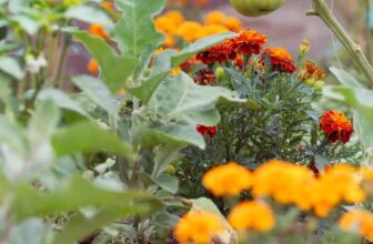 10 Plant Partnerships That Will Triple Your Harvest (Gardeners Shocked!) –