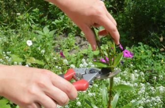7 Flowers Begging to Be Deadheaded (& 5 That Will Actually Hate It!) –