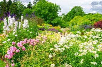 These 11 Plants Will Clone Themselves (And Save You $$$) –