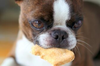 The Homemade Dog Cookies That Make Dogs Go Squirrley