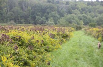 editing an ecologically-focused landscape, with dan wilder