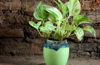 Gorgeous Indoor Plants that LOVE the Dark
