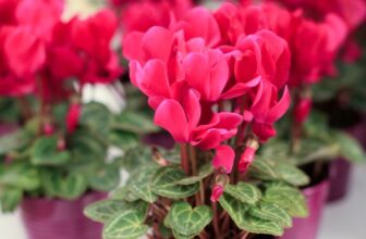 The Most Beautiful Flowering Houseplants