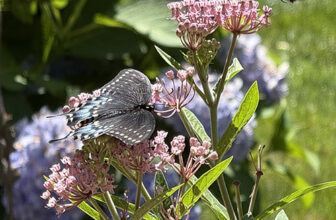 GPOD Vignettes: Summer and Fall Highlights