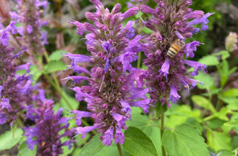 Lynn’s Pollinator Paradise in Michigan