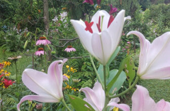 Lilies (with a Few Friends) in Lee’s Garden, Part 2