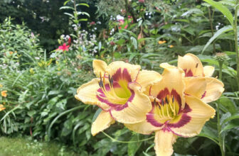 Lilies (with a Few Friends) in Lee’s Garden, Part 1