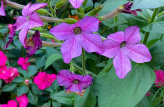 More of Heidi’s Fabulous Flowers in Connecticut