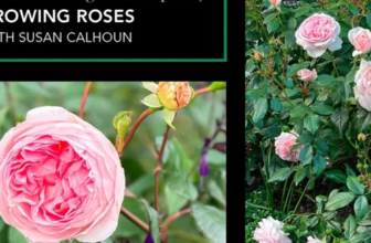 Growing Roses in the Pacific Northwest