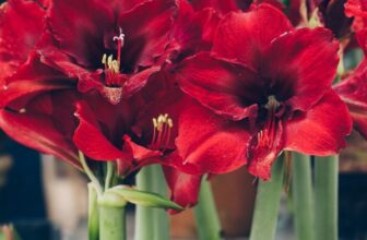 How to Grow an Amaryllis Indoors for Stunning Winter Blooms