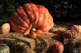 Thanksgiving Mindfulness: Cultivating Gratitude Through Lessons Learned Gardening