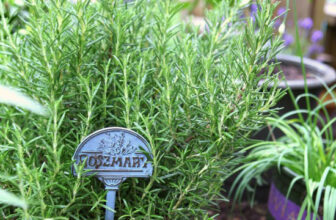 The Essential Guide to Rosemary: Care, Uses, and Healing Benefits