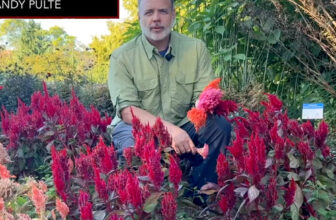 Top Performing Annuals for Fall Color