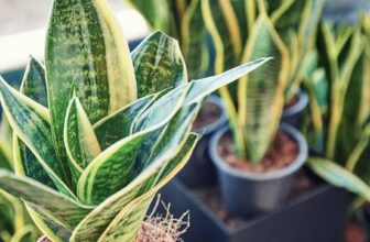 7 Secret Tricks to Force Your Snake Plant to Make Endless Babies –