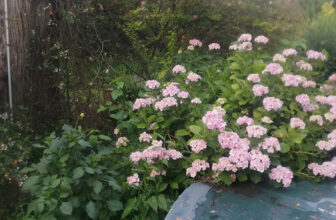 Spring in Ezequiel’s Argentina Garden