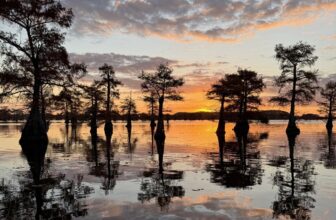 Sunrise sky over Caddo Lake, with birds and bald cypress