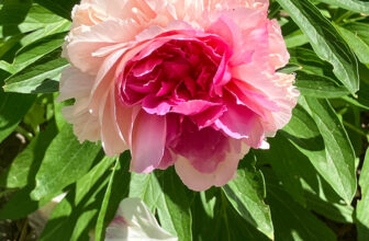 Peonies in Nina’s Montana Garden