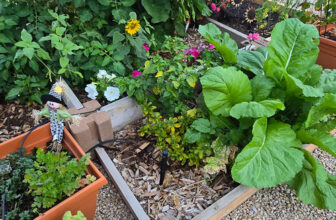 Dawn’s Wonderful Winter Garden in Arizona