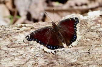 ‘garden 2.0’ eco-focused winter webinars start 1/29