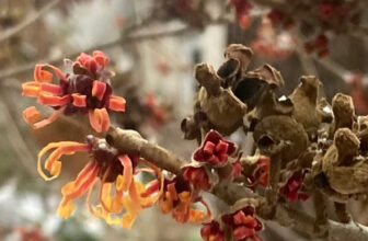 Andy’s Winter Garden in Pennsylvania
