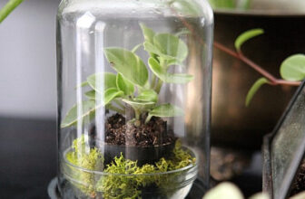 The Best Terrarium Plants for Stunning Displays